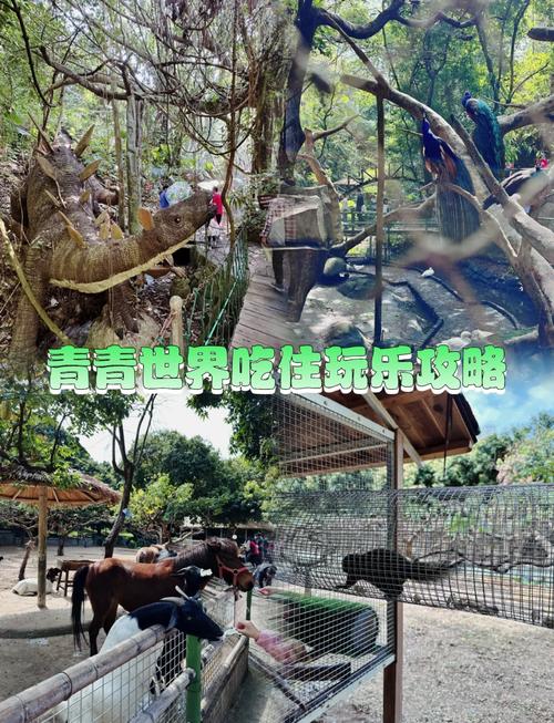 深圳青青世界门票多少，深圳青青世界游玩攻略门票多少-第4张图片-屿企百科网