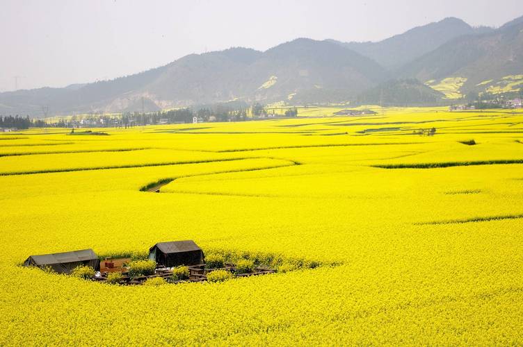 罗平油菜花最佳观景点？罗平油菜花最佳观景点图片？-第2张图片-屿企百科网