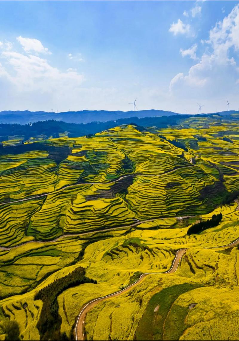 罗平油菜花最佳观景点？罗平油菜花最佳观景点图片？-第4张图片-屿企百科网