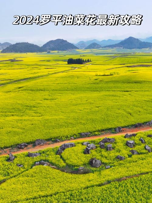 罗平油菜花最佳观景点？罗平油菜花最佳观景点图片？-第5张图片-屿企百科网