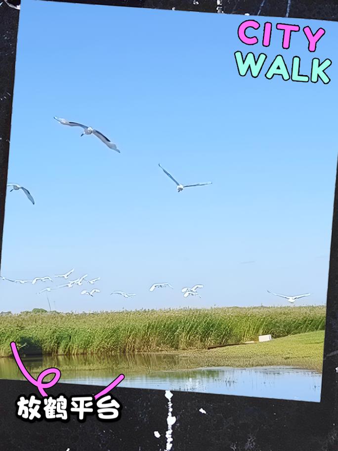 扎龙自然保护区,扎龙自然保护区面积多少平方公里-第3张图片-屿企百科网 扎龙自然保护区,扎龙自然保护区面积多少平方公里-第3张图片-屿企百科网