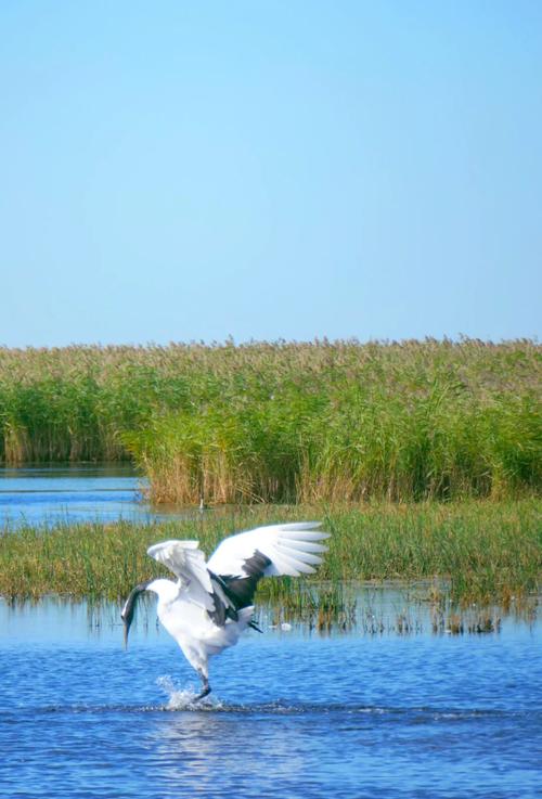 扎龙自然保护区,扎龙自然保护区面积多少平方公里-第4张图片-屿企百科网 扎龙自然保护区,扎龙自然保护区面积多少平方公里-第4张图片-屿企百科网