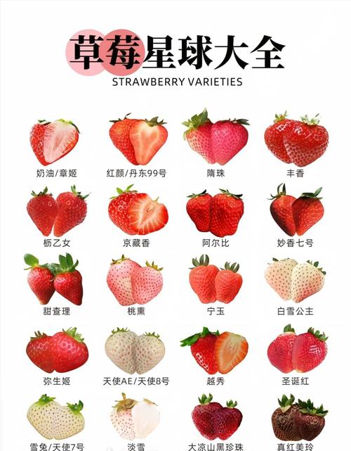 奶油草莓为什么叫奶油草莓，奶油草莓为什么叫奶油草莓?？-第4张图片-屿企百科网