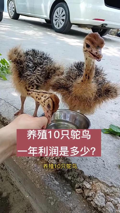 养殖鸵鸟适合什么气候？养殖鸵鸟适合什么气候养？