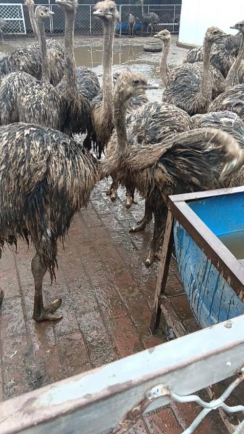 养殖鸵鸟适合什么气候？养殖鸵鸟适合什么气候养？-第2张图片-屿企百科网