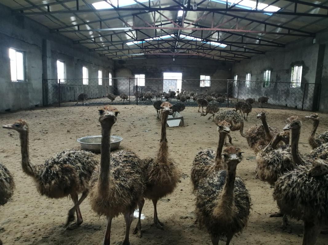 养殖鸵鸟适合什么气候？养殖鸵鸟适合什么气候养？-第3张图片-屿企百科网
