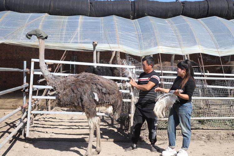 养殖鸵鸟适合什么气候？养殖鸵鸟适合什么气候养？-第4张图片-屿企百科网