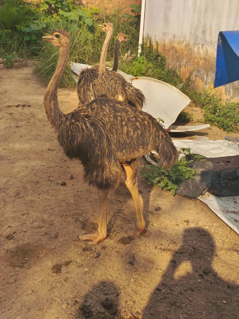 养殖鸵鸟适合什么气候？养殖鸵鸟适合什么气候养？-第5张图片-屿企百科网