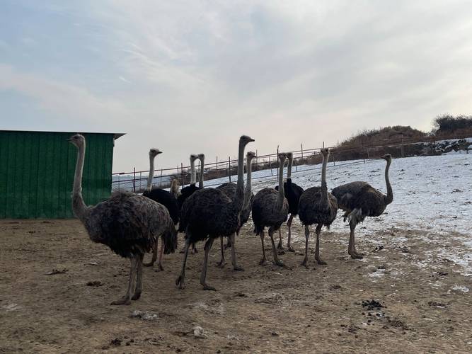 养殖鸵鸟适合什么气候？养殖鸵鸟适合什么气候养？-第6张图片-屿企百科网