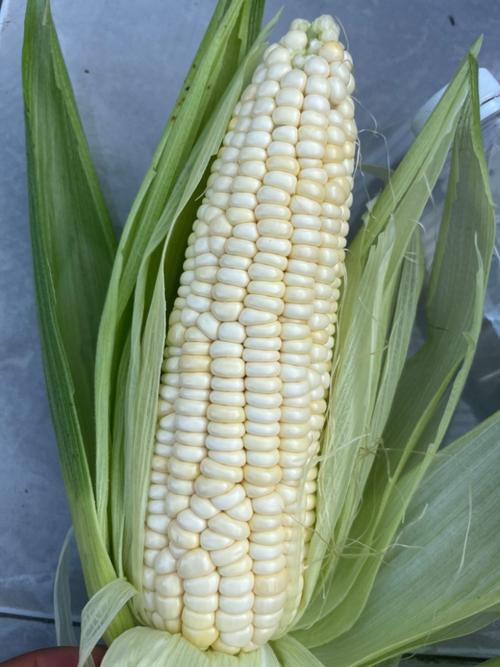 四川德阳属于气候怎样，四川德阳属于什么气候-第1张图片-屿企百科网