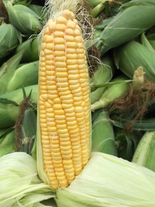 四川德阳属于气候怎样，四川德阳属于什么气候-第5张图片-屿企百科网