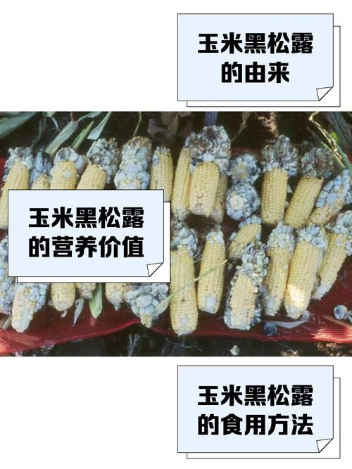 玉米长黑色的菌是为什么，玉米长黑色菌能吃吗-第1张图片-屿企百科网