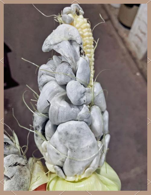 玉米长黑色的菌是为什么，玉米长黑色菌能吃吗-第2张图片-屿企百科网