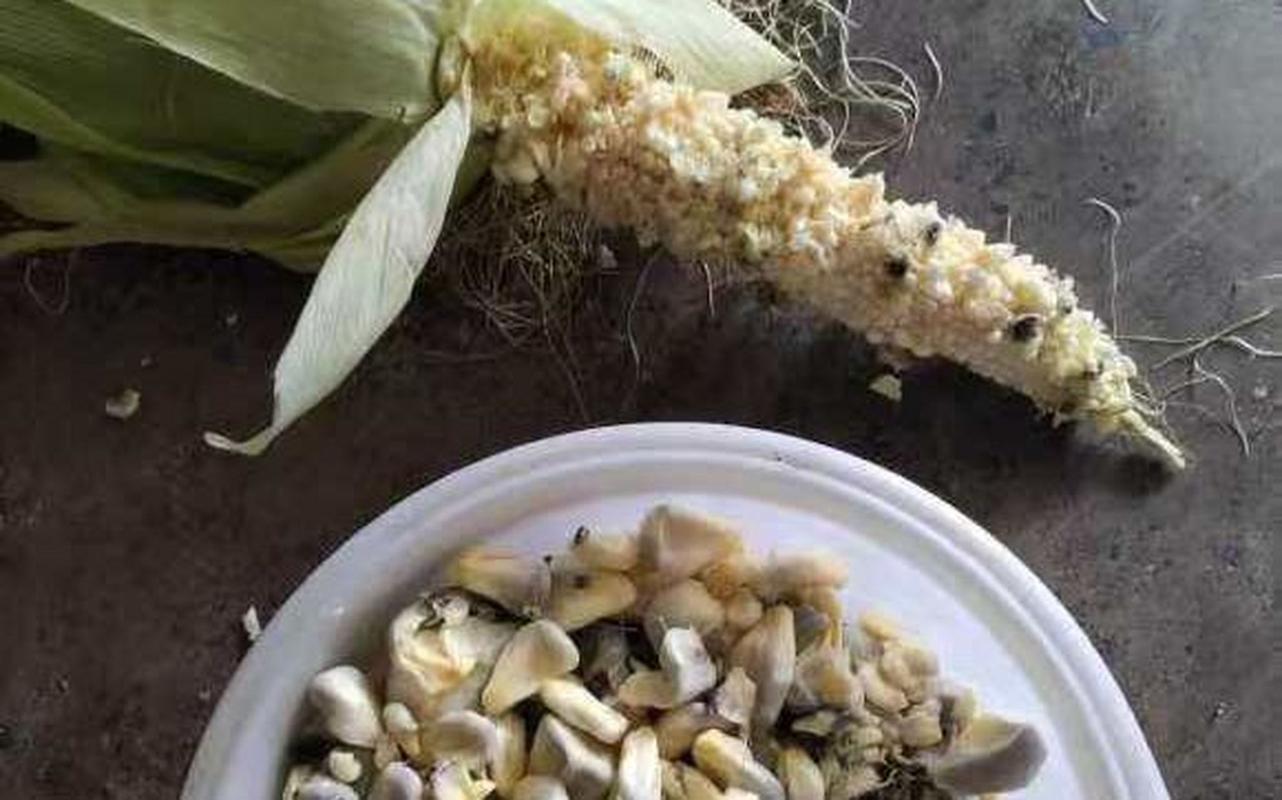 玉米长黑色的菌是为什么，玉米长黑色菌能吃吗-第4张图片-屿企百科网