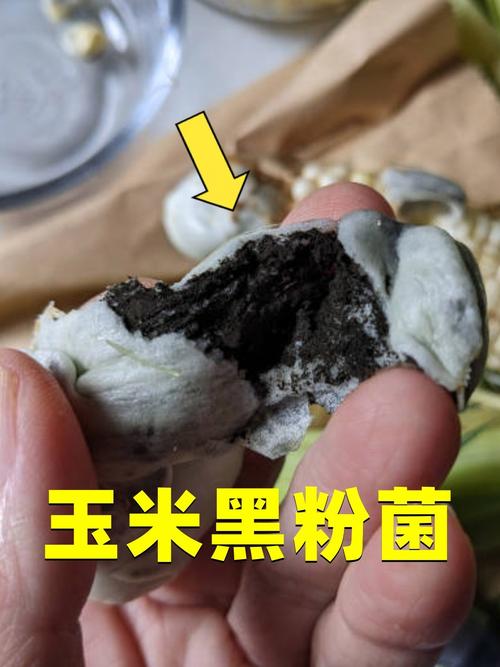 玉米长黑色的菌是为什么，玉米长黑色菌能吃吗-第5张图片-屿企百科网