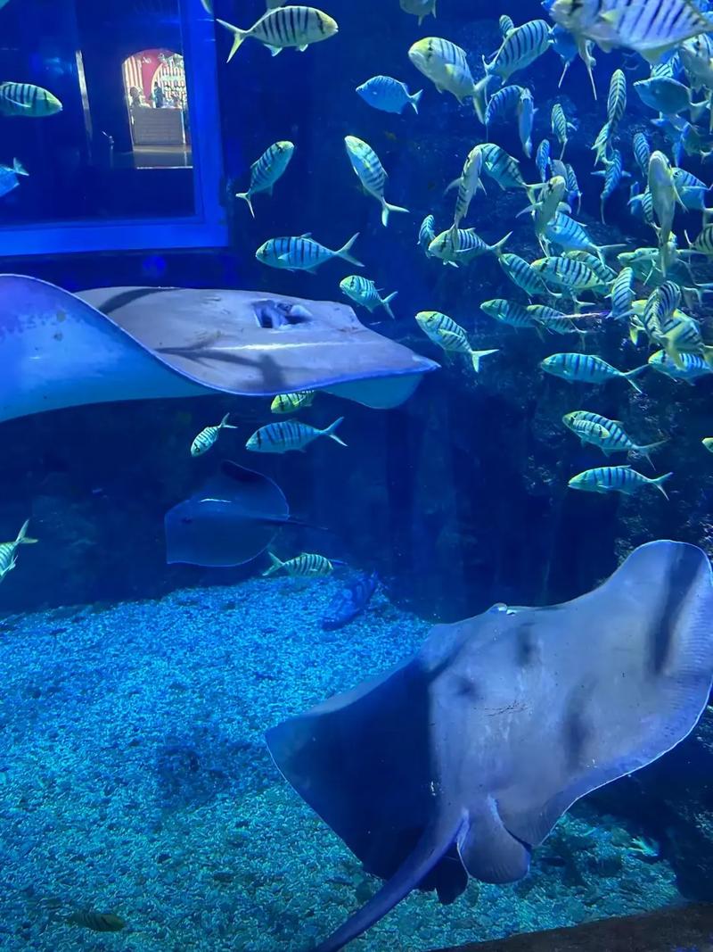 新澳海底世界门票多少钱？新澳海底世界免票规则？-第2张图片-屿企百科网