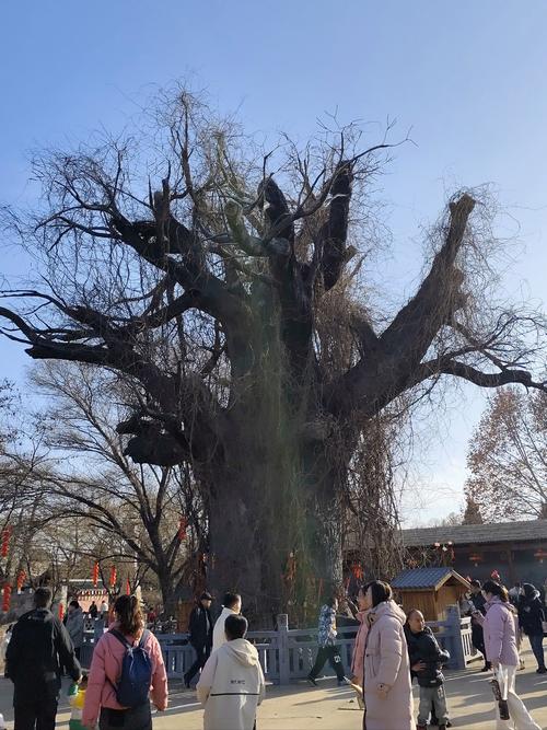 山西洪洞大槐树，山西洪洞大槐树旅游攻略-第1张图片-屿企百科网