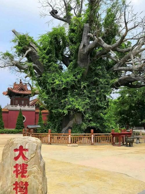 山西洪洞大槐树，山西洪洞大槐树旅游攻略-第2张图片-屿企百科网