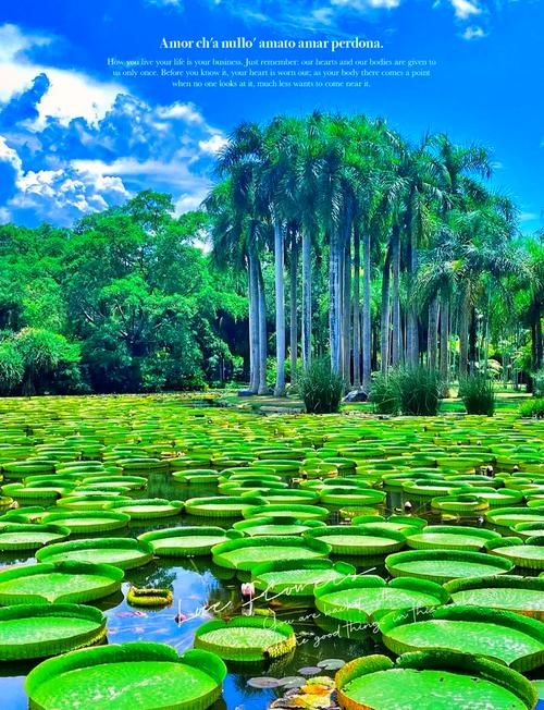 云南西双版纳旅游景点介绍，云南西双版纳旅游景点大全排名？-第2张图片-屿企百科网