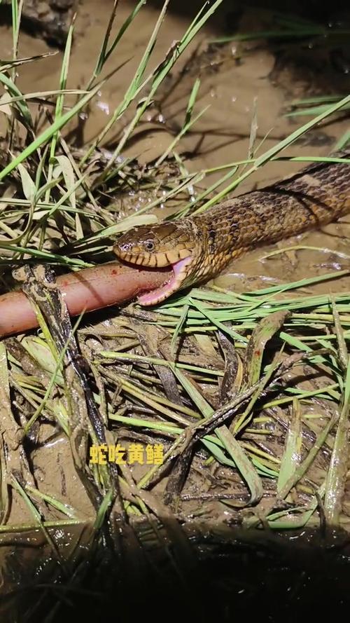 蛇为什么怕黄鳝,蛇为什么怕雄黄的气味?-第2张图片-屿企百科网 蛇为什么怕黄鳝,蛇为什么怕雄黄的气味?-第2张图片-屿企百科网