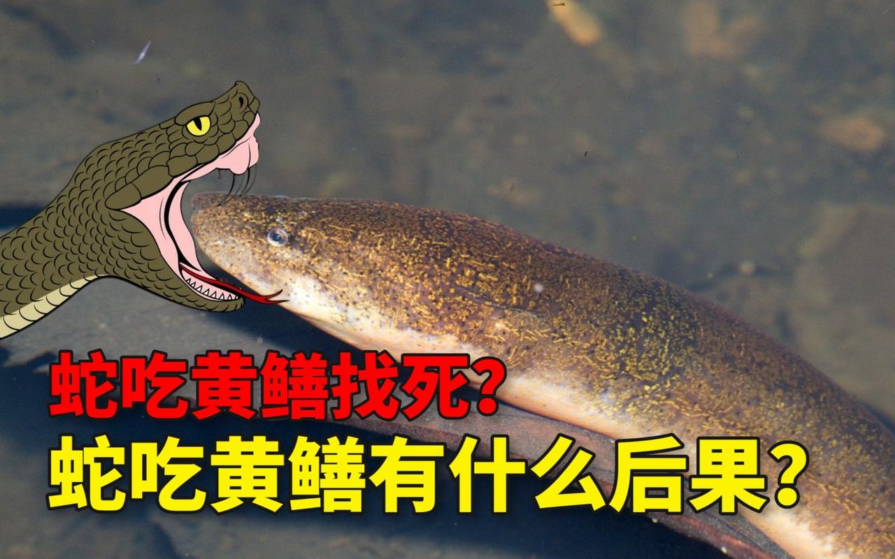 蛇为什么怕黄鳝,蛇为什么怕雄黄的气味?-第3张图片-屿企百科网 蛇为什么怕黄鳝,蛇为什么怕雄黄的气味?-第3张图片-屿企百科网