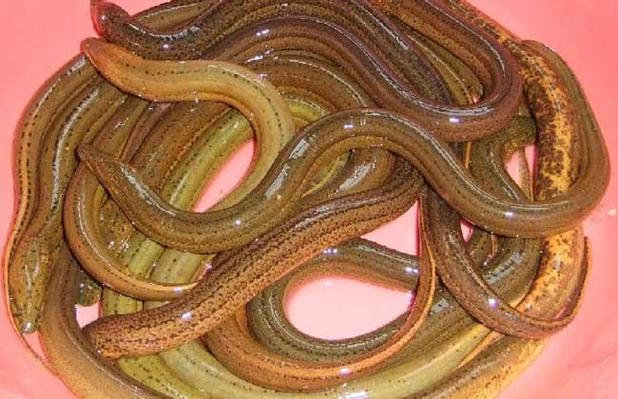 蛇为什么怕黄鳝,蛇为什么怕雄黄的气味?-第4张图片-屿企百科网 蛇为什么怕黄鳝,蛇为什么怕雄黄的气味?-第4张图片-屿企百科网