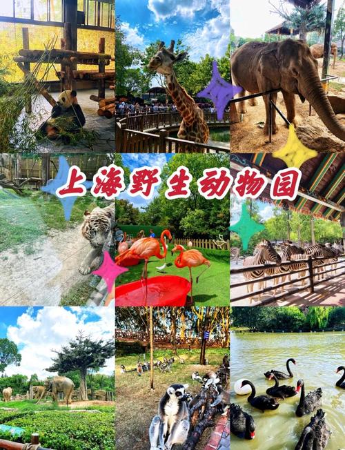 上海野生动物园游玩攻略，上海野生动物园游玩攻略大全-第1张图片-屿企百科网