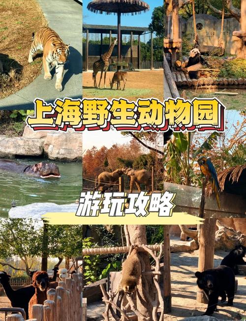 上海野生动物园游玩攻略，上海野生动物园游玩攻略大全-第3张图片-屿企百科网