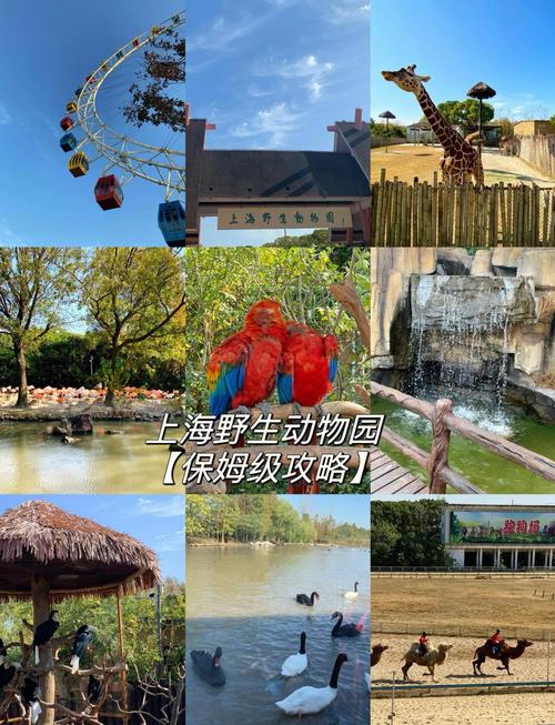 上海野生动物园游玩攻略，上海野生动物园游玩攻略大全-第5张图片-屿企百科网