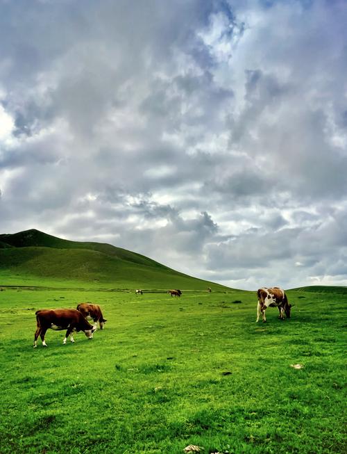 北京附近草原旅游去哪里好，北京附近草原哪个最美？