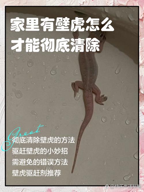 灭壁虎最有效的方法？灭壁虎最有效的方法是什么？-第1张图片-屿企百科网