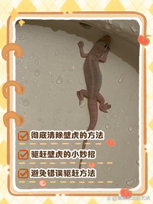 灭壁虎最有效的方法？灭壁虎最有效的方法是什么？-第3张图片-屿企百科网