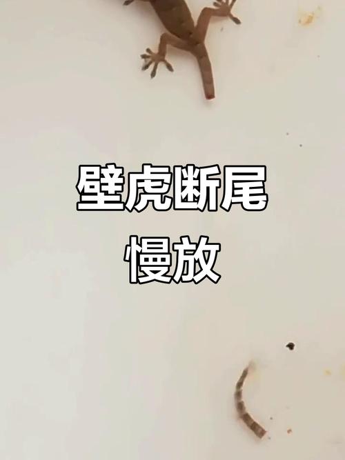 灭壁虎最有效的方法？灭壁虎最有效的方法是什么？-第4张图片-屿企百科网