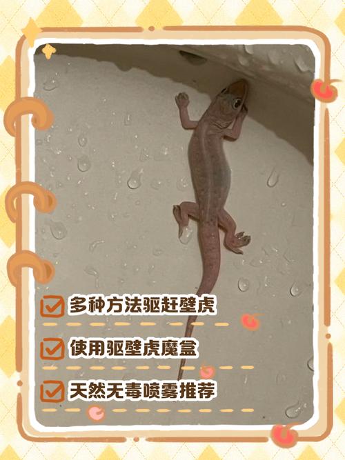 灭壁虎最有效的方法？灭壁虎最有效的方法是什么？-第6张图片-屿企百科网