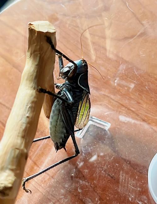 让蝈蝈晚上不叫小方法，如何让蝈蝈暂时不叫-第1张图片-屿企百科网