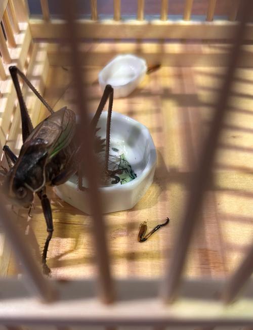 让蝈蝈晚上不叫小方法，如何让蝈蝈暂时不叫-第3张图片-屿企百科网