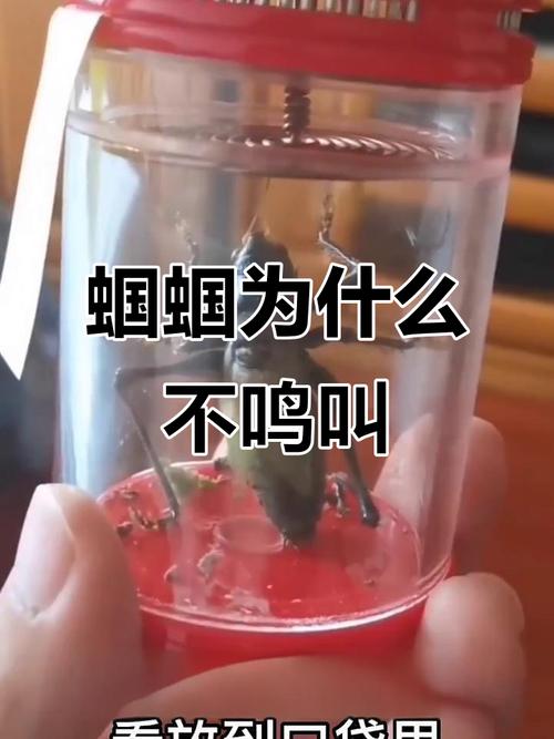 让蝈蝈晚上不叫小方法，如何让蝈蝈暂时不叫-第4张图片-屿企百科网
