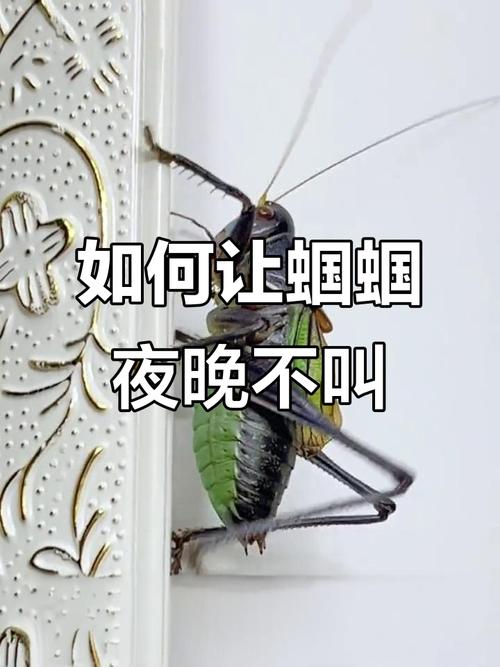 让蝈蝈晚上不叫小方法，如何让蝈蝈暂时不叫-第8张图片-屿企百科网
