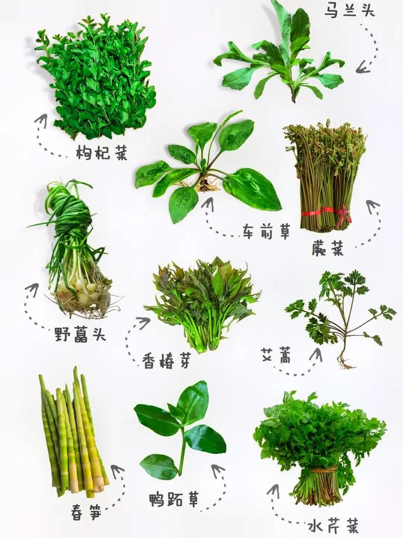 挖野菜是什么意思梗，挖野菜的挖？-第5张图片-屿企百科网