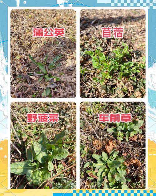 挖野菜是什么意思梗，挖野菜的挖？-第7张图片-屿企百科网