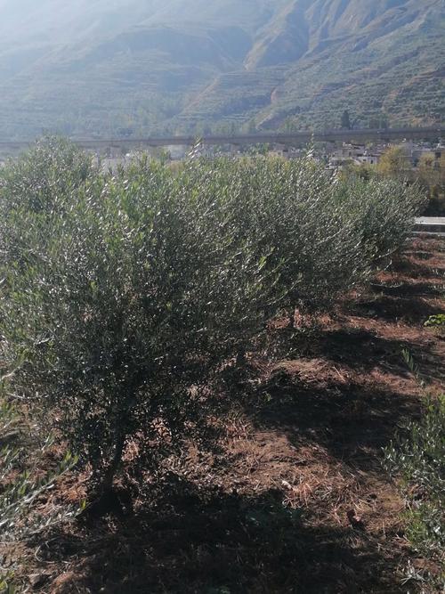 油橄榄属于什么气候类型，油橄榄适合什么气候类型-第2张图片-屿企百科网