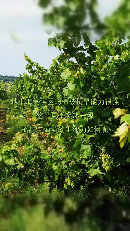 油橄榄属于什么气候类型，油橄榄适合什么气候类型-第3张图片-屿企百科网