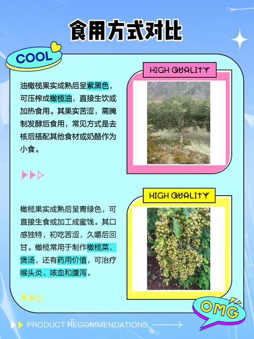 油橄榄属于什么气候类型，油橄榄适合什么气候类型-第4张图片-屿企百科网