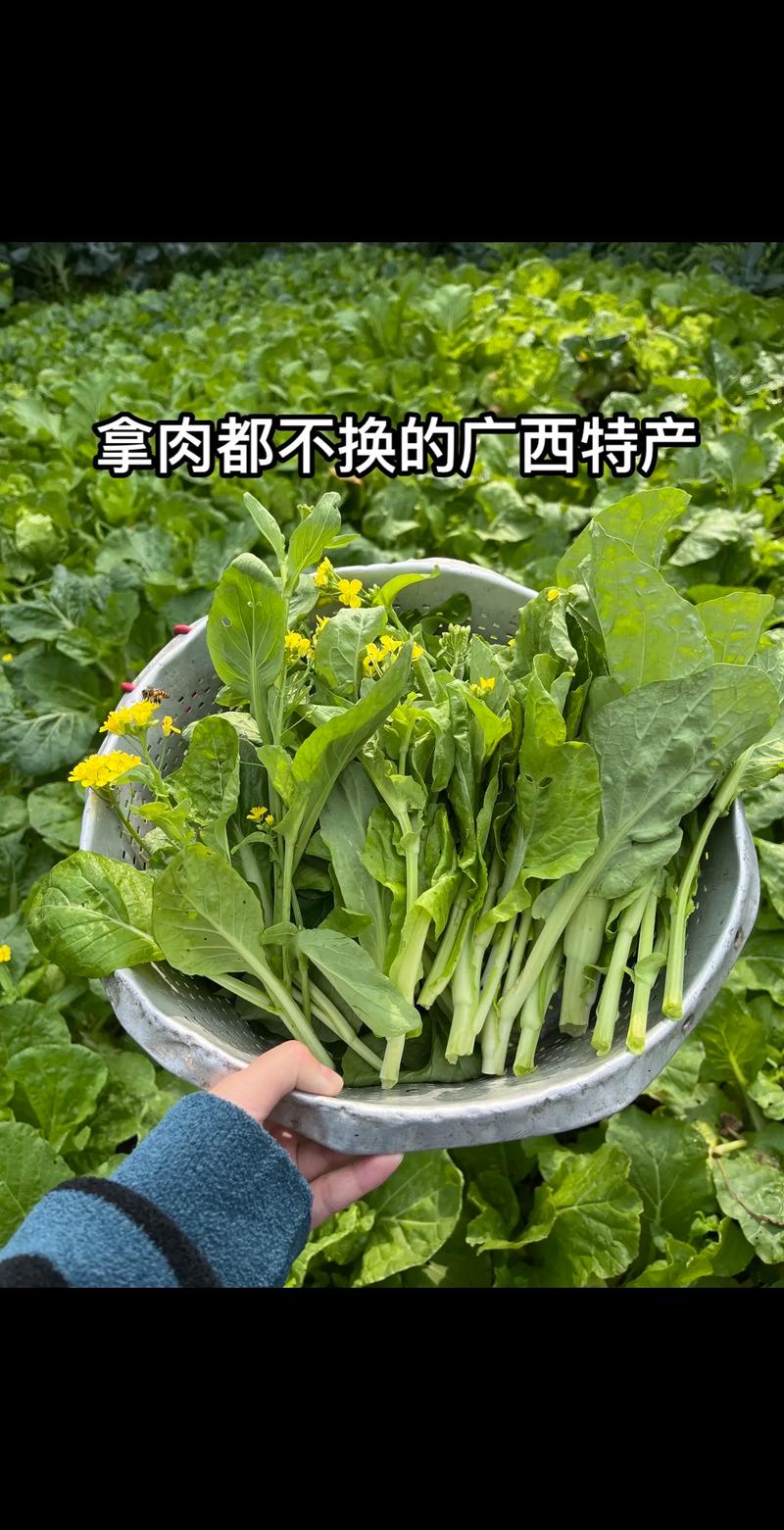 广西11月份气候怎么样，广西11月份冷吗-第3张图片-屿企百科网