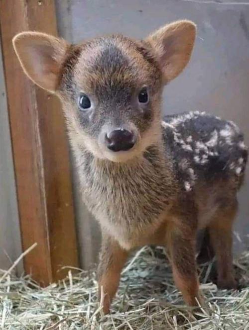 世界上最小的鹿是什么鹿,世界上最小的鹿排名榜?世界上最小的驯鹿?-第1张图片-屿企百科网 世界上最小的鹿是什么鹿,世界上最小的鹿排名榜?世界上最小的驯鹿?-第1张图片-屿企百科网