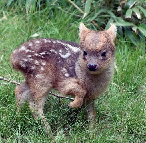 世界上最小的鹿是什么鹿,世界上最小的鹿排名榜?世界上最小的驯鹿?-第2张图片-屿企百科网 世界上最小的鹿是什么鹿,世界上最小的鹿排名榜?世界上最小的驯鹿?-第2张图片-屿企百科网