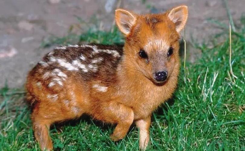 世界上最小的鹿是什么鹿,世界上最小的鹿排名榜?世界上最小的驯鹿?-第3张图片-屿企百科网 世界上最小的鹿是什么鹿,世界上最小的鹿排名榜?世界上最小的驯鹿?-第3张图片-屿企百科网