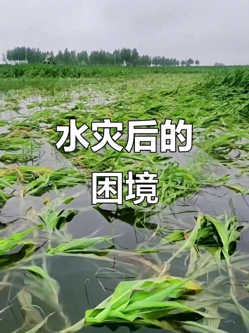 大旱之后必有大涝吗，为什么大旱之后是洪涝，大旱之年什么会涨价？-第3张图片-屿企百科网