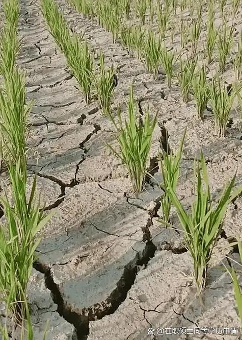 大旱之后必有大涝吗，为什么大旱之后是洪涝，大旱之年什么会涨价？-第7张图片-屿企百科网