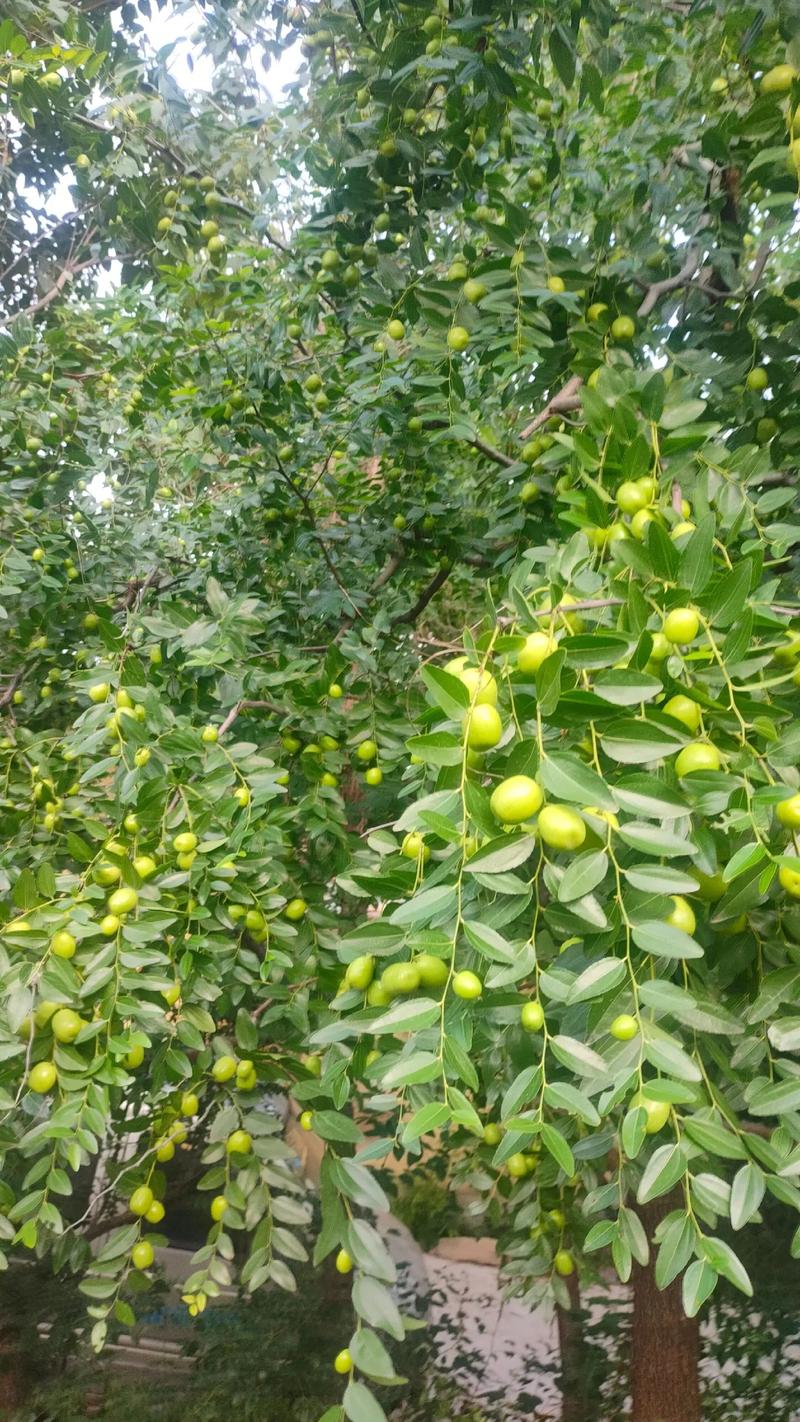 枣适合生长在哪种气候，枣树适应什么气候-第3张图片-屿企百科网